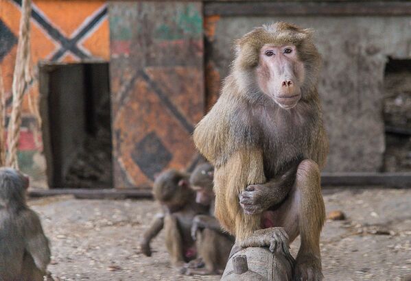 Сегодня в тбилисском зоопарке живет несколько видов обезьян - Sputnik Грузия