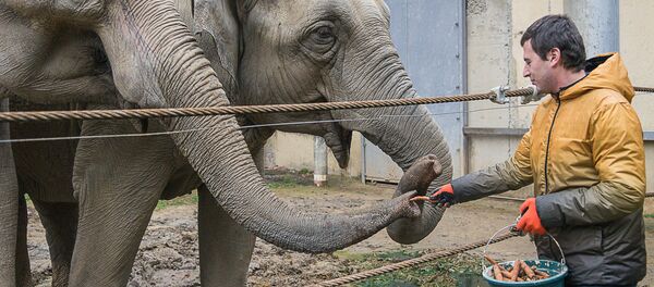 ჟურნლისტი იცვლის პროფესიას - ზოოპარკის მომვლელი ჟურნლისტი იცვლის პროფესიას - ზოოპარკის მომვლელი - Sputnik საქართველო