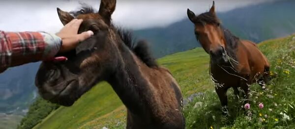 Российский турист подружился в лошадками в Грузии - Sputnik Грузия