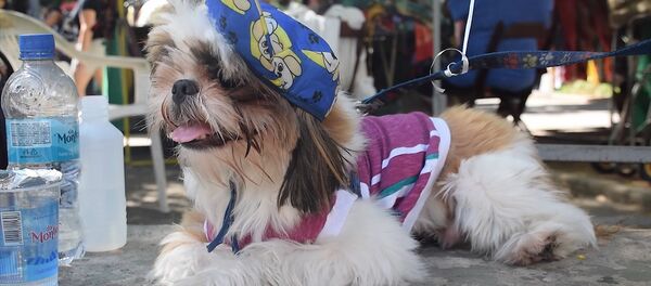 Собачий карнавал в Рио-де-Жанейро: как прошел парад любимцев - Sputnik Грузия