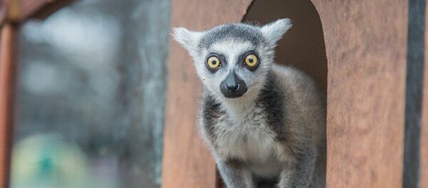 ზოოპარკი - Sputnik საქართველო