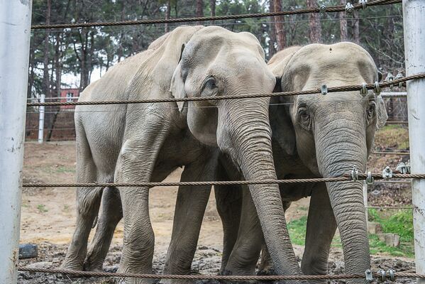 А это самые большие обитатели зоопарка - индийские слоны - Sputnik Грузия