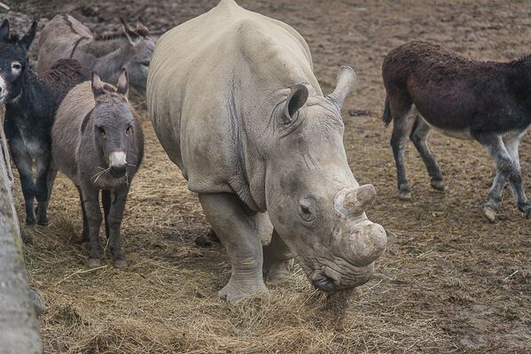 Экзотический носорог в зоопарке дружит с обычными осликами - они живут и играют вместе в одном вольере - Sputnik Грузия