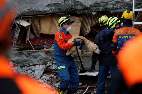 Спасатели после землетрясения помогали не только людям, но и домашним животным - Sputnik Грузия