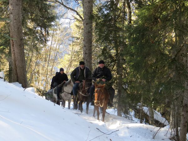 Поездка на лошадях в лесу Местиа - Sputnik Грузия