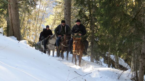 Поездка на лошадях в лесу Местиа - Sputnik Грузия