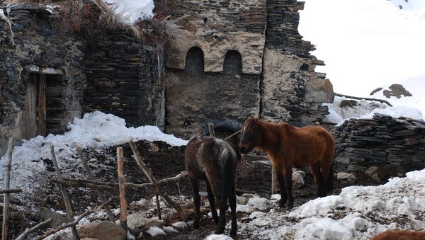 Домашний скот в общине Ушгули - Sputnik Грузия