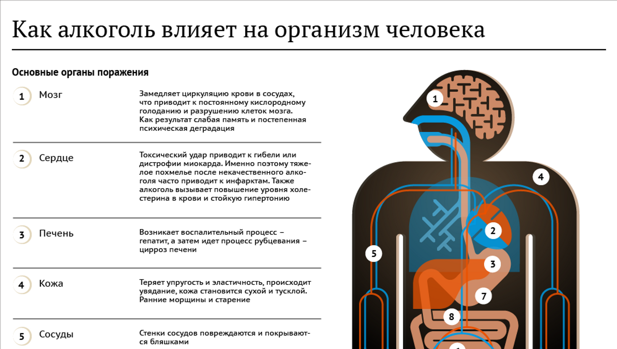 Орган воздействия. Воздействие алкоголя на организм. Как алкоголь влияет на организм. Алкоголизм влияние на организм. Влияние алкоголя на организм человека.