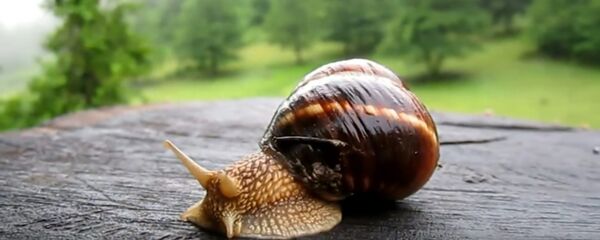 ლოკოკინა ლოკოკინა - Sputnik საქართველო