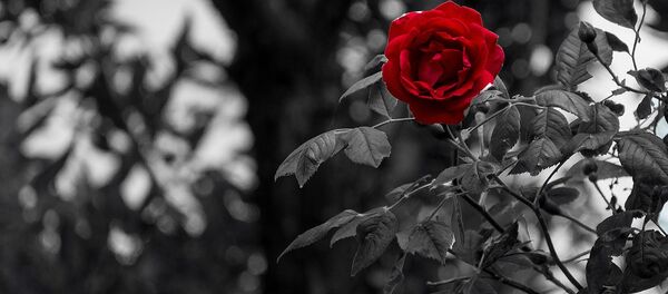 წითელი ვარდი შავ-თეთრ ფონზე წითელი ვარდი შავ-თეთრ ფონზე - Sputnik საქართველო