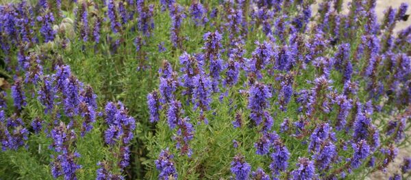 უსუპი უსუპი - Sputnik საქართველო