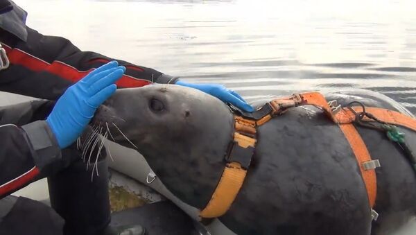 Военные тюлени: как в Мурманске готовят животных к армии - Sputnik Грузия