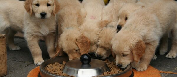 ოქროსფერი რეტრივერის ლეკვები ჭამისას ოქროსფერი რეტრივერის ლეკვები ჭამისას - Sputnik საქართველო