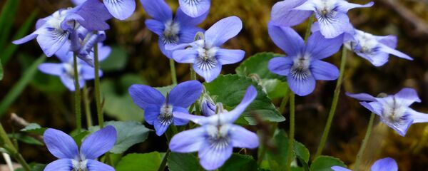 Фиалка - Sputnik Грузия