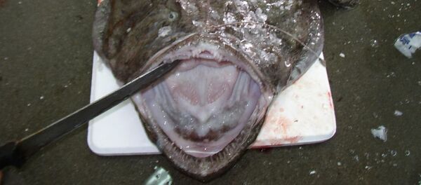 ზღვის მტაცებელი Lophius piscatorius ზღვის მტაცებელი Lophius piscatorius - Sputnik საქართველო