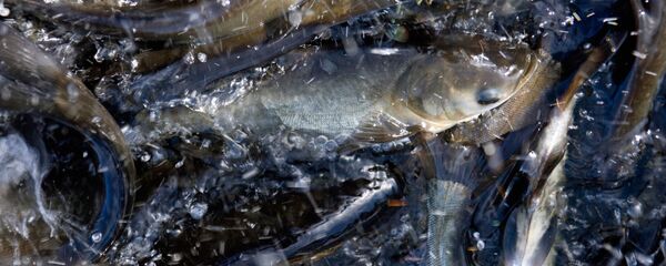 Толстолобик на ГУПСО Рефтинский рыбхоз Толстолобик на ГУПСО Рефтинский рыбхоз - Sputnik Грузия