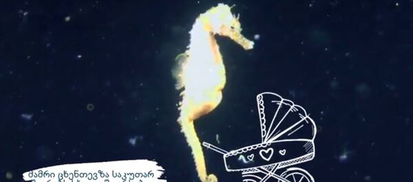 Морской конек - Sputnik Грузия