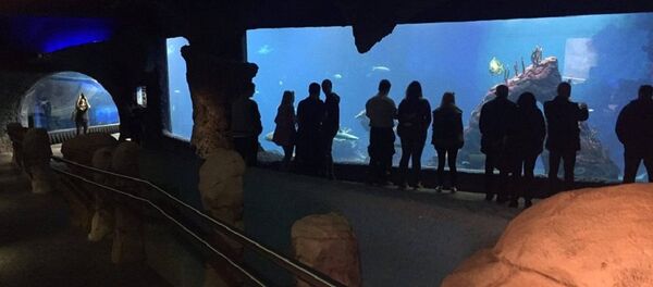 Врацлавский Африкариум - Sputnik Грузия