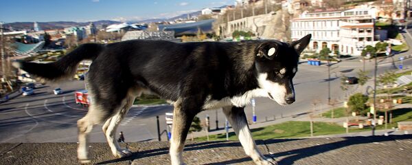 Бродячая собака гуляет по Тбилиси - Sputnik Грузия