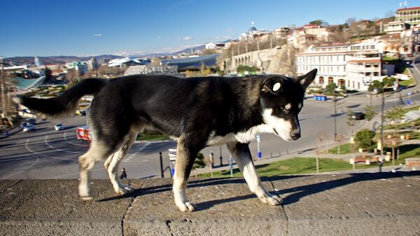 Бродячая собака гуляет по Тбилиси - Sputnik Грузия