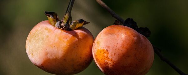 Хурма на дереве - Sputnik Грузия