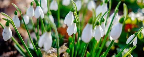 Цветы подснежника в ботаническом саду - Sputnik Грузия