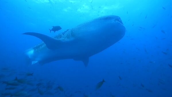 Как выглядит китовая акула: уникальные кадры - Sputnik Грузия