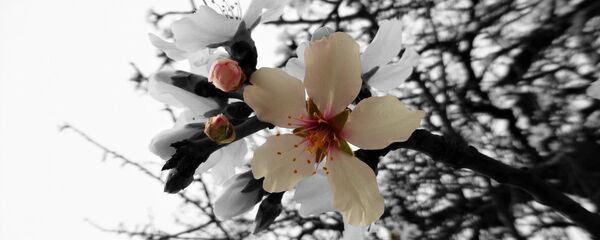 აყვავებული რტო - Sputnik საქართველო