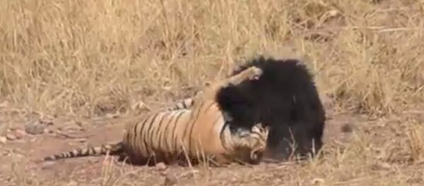 Схватка тигра и медведя - Sputnik Грузия