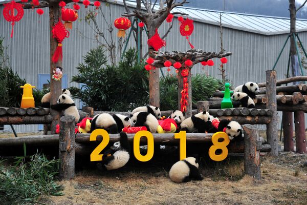 Гигантские панды играют с праздничными украшениями в Волонге - администрация парка панд устроила для своих питомцев праздник по случаю наступления Года Собаки. Провинция Сычуань, Китай - Sputnik Грузия