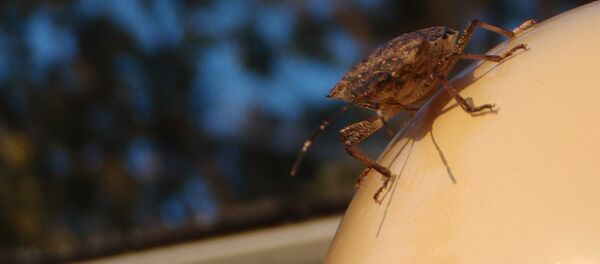 აზიური ფაროსანა - Sputnik საქართველო