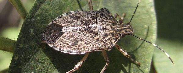 აზიური ფაროსანა აზიური ფაროსანა - Sputnik საქართველო