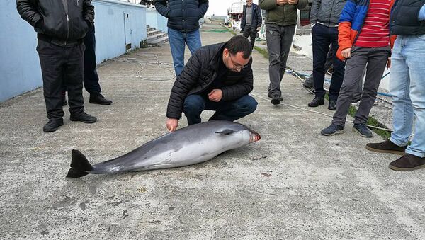 На черноморском побережье Грузии снова нашли мертвого дельфина - Sputnik Грузия