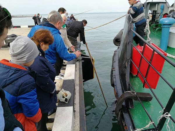 В Батумской акватории достают из воды мертвого дельфина В Батумской акватории достают из воды мертвого дельфина - Sputnik საქართველო