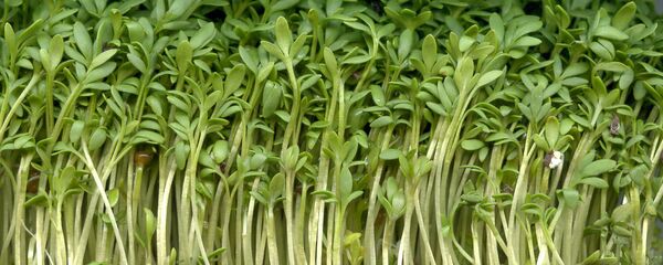 წიწმატის სახეობა Garden cress წიწმატის სახეობა Garden cress - Sputnik საქართველო