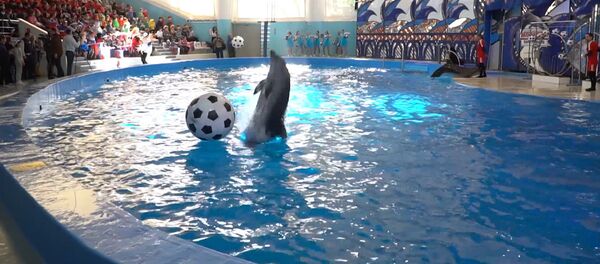 Футбольное шоу в дельфинарии - Sputnik Грузия