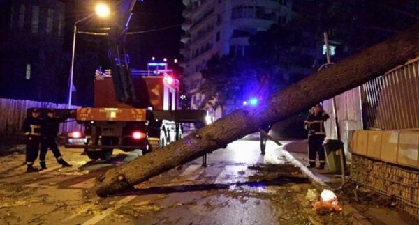 Поваленное дерево на одной из улиц столицы Грузии Поваленное дерево на одной из улиц столицы Грузии - Sputnik საქართველო