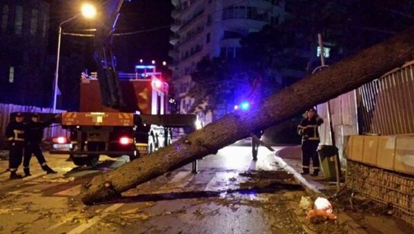 Поваленное дерево в на улице Тбилиси - Sputnik Грузия