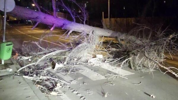Ветер повалил дерево в столице Грузии - Sputnik საქართველო