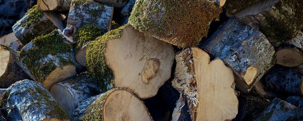 ხის მორი, შეშა ხის მორი, შეშა - Sputnik საქართველო