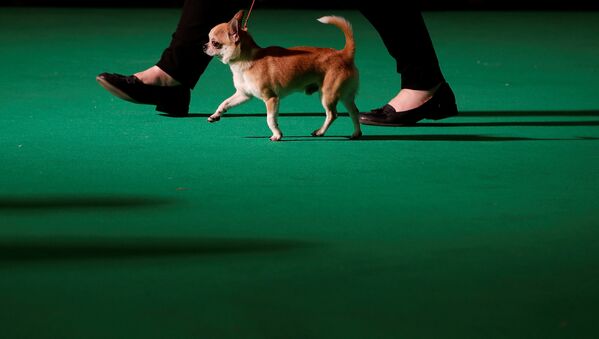 Владелец ведет свою собачку породы чихуахуа на крупной выставке собак Crufts Dog Show в Бирмингеме, Великобритания - Sputnik Грузия