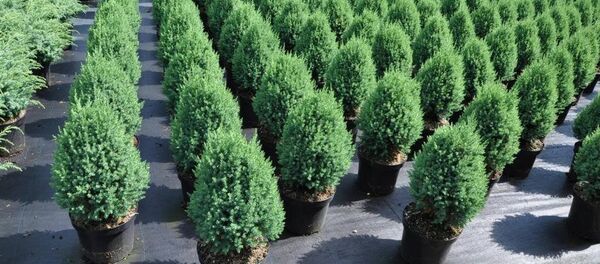 ნერგების ფესტივალი - Sputnik საქართველო