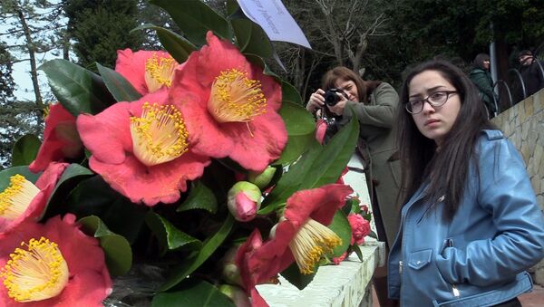 გაზაფხულის ყვავილები: ბათუმში კამელიების გამოფენა გაიმართა - Sputnik საქართველო