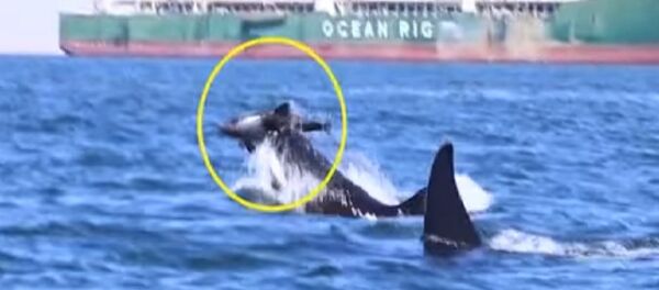 Касатки растерзали дельфина - Sputnik Грузия