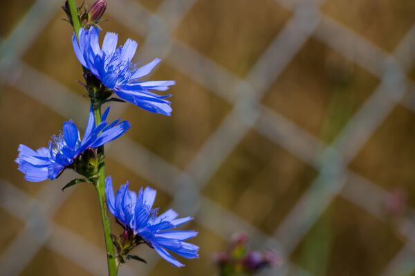 ვარდკაჭაჭა - Sputnik საქართველო