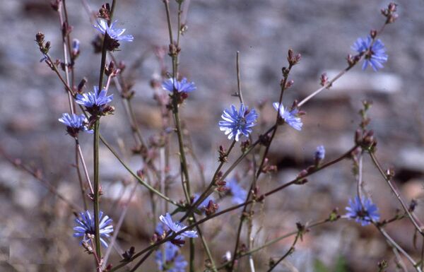 ვარდკაჭაჭა  - Sputnik საქართველო