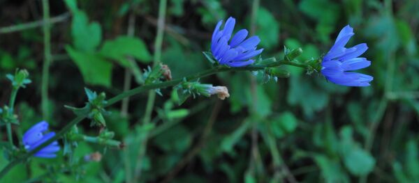 ვარდკაჭაკჭა - Sputnik საქართველო