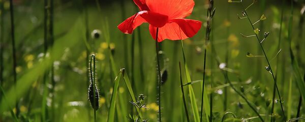 ყაყაჩო ყაყაჩო - Sputnik საქართველო