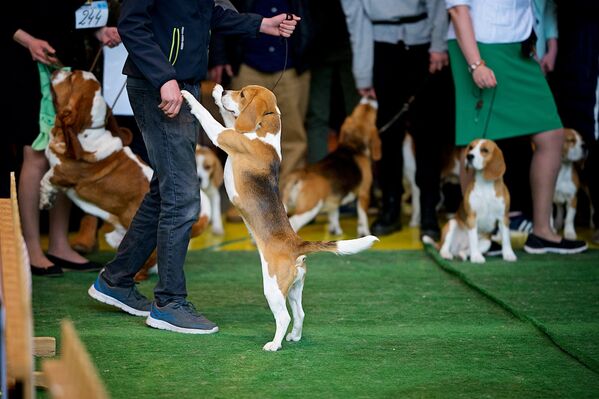 На ринге - собаки породы бигль. За последнее время их популярность в Грузии очень возросла, на выставке было много таких собак из Тбилиси - Sputnik Грузия
