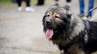Международная выставка собак всех пород в столице Грузии ранга CAC-CACIB, которую проводит Кинологическая федерация Грузии